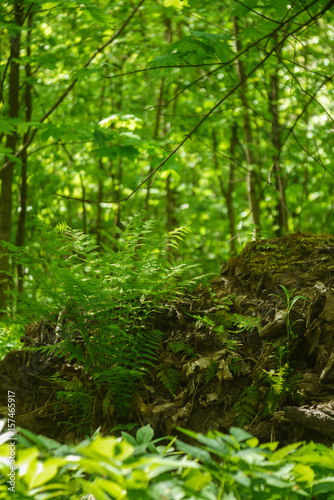 The picture of green forest foliage