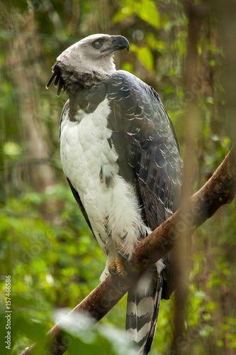 American harpy eagle - harpia harpyja