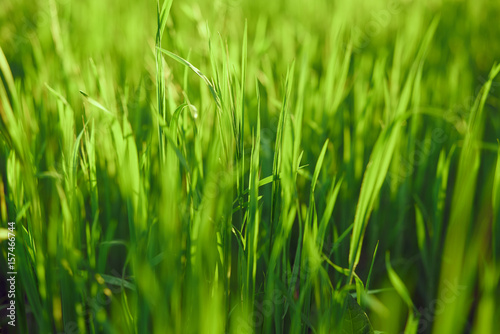 green grass, dew, summer