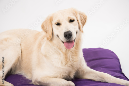 Golden Retriever lying and smiling at camera isolated on white background