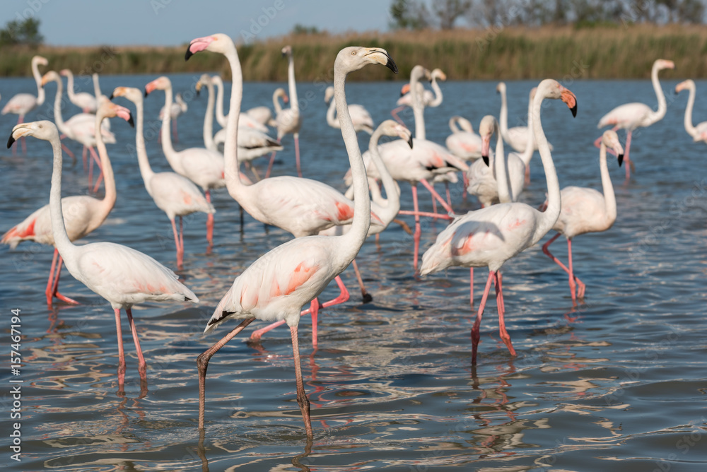 Rosaflamingo, Greater flamingo, Phoenicopterus roseus Rosaflamingo, Greater flamingo, Phoenicopterus roseus