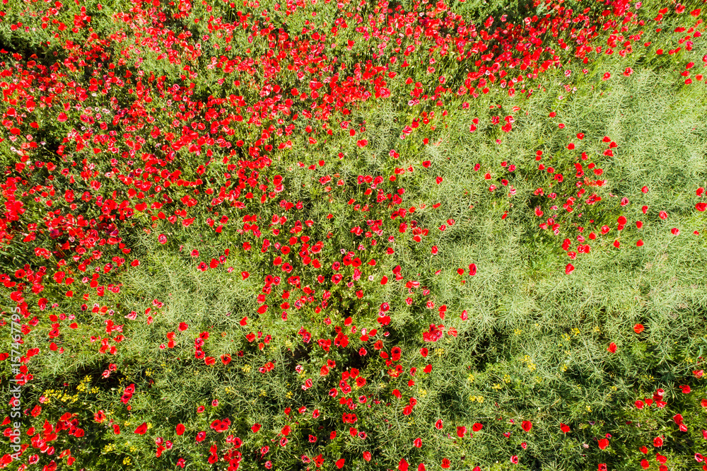 aerial view of red poppy field