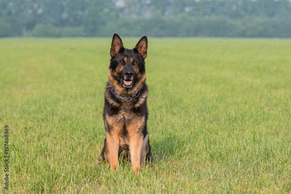 Deutscher Schäferhund