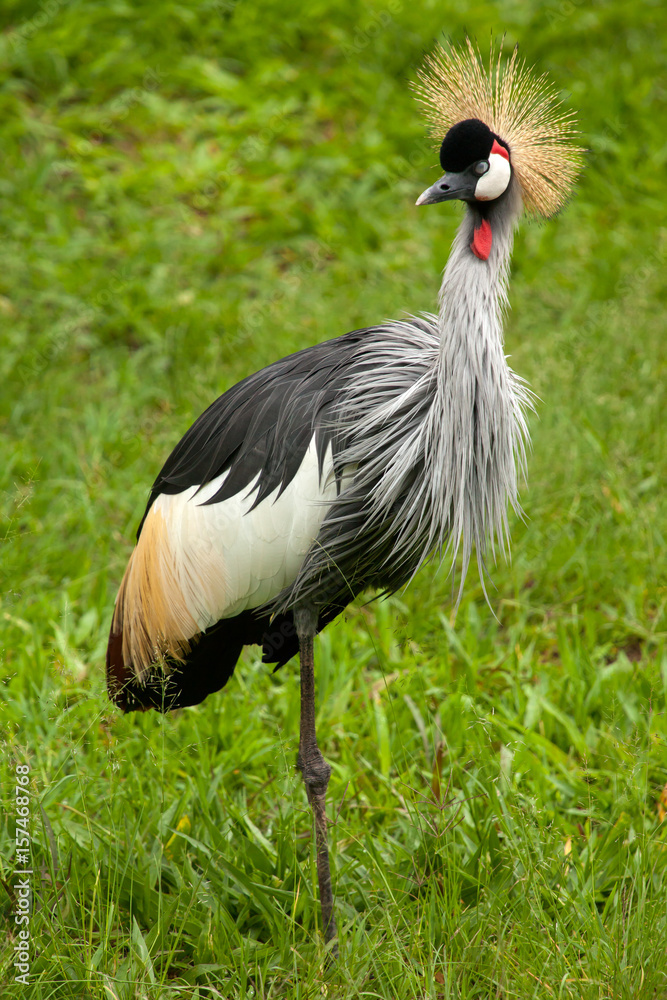 Black crowned crane - Balearica pavonina Black crowned crane - Balearica pavonina