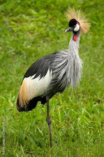 Black crowned crane - Balearica pavonina
