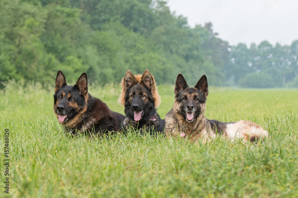 Deutsche Schäferhunde Deutsche Schäferhunde