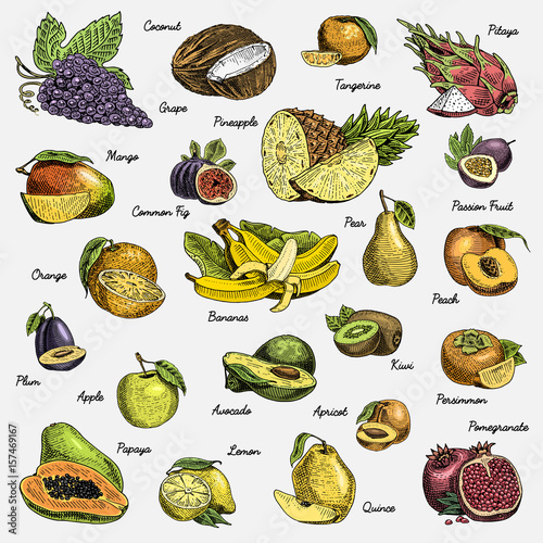 set of hand drawn, engraved fresh fruits, vegetarian food, plants, vintage orange and apple, grape with coconut, gragonfruit, pear, peach, plum.