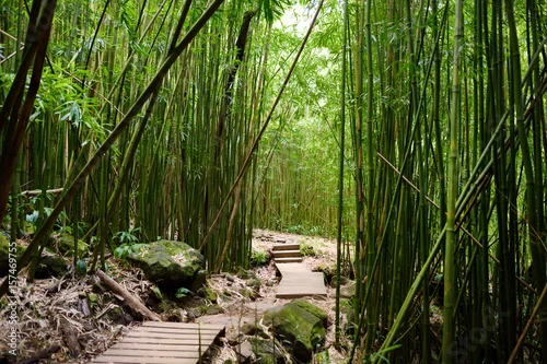Obraz Ścieżka przez gęsty las bambusowy, prowadzący do słynnych wodospadów Waimoku. Popularny ślad Pipiwai w Haleakala National Park na Maui na Hawajach.