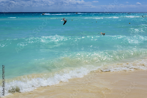 Seagulls at the Beach in Mexico