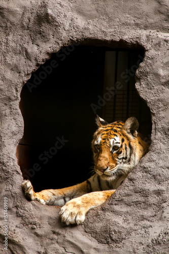 Fototapeta Naklejka Na Ścianę i Meble -  Royal Bengal tiger - Panthera tigris tigris
