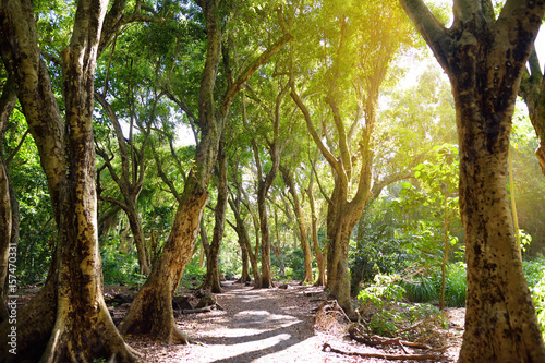 Beautiful path through tropical rain forest leading to Honolua Bay beach, Maui, Hawaii photo