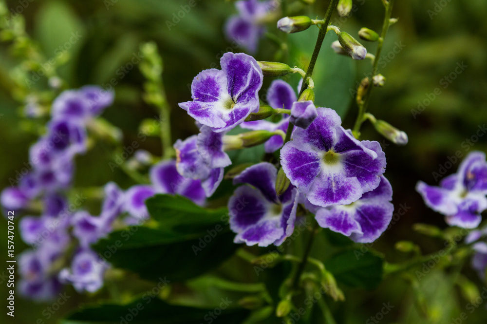 small flowers in the colors purple and white small flowers in the colors purple and white