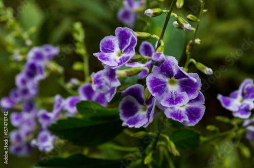 small flowers in the colors purple and white