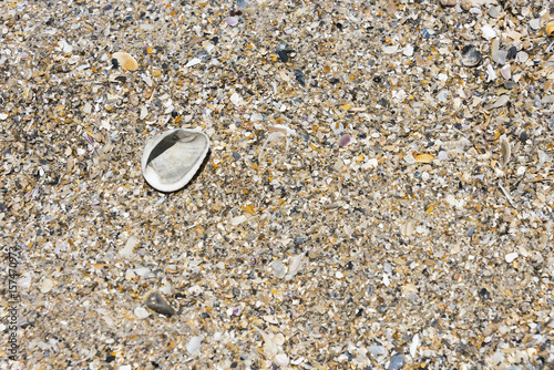 Sea Shell Sand