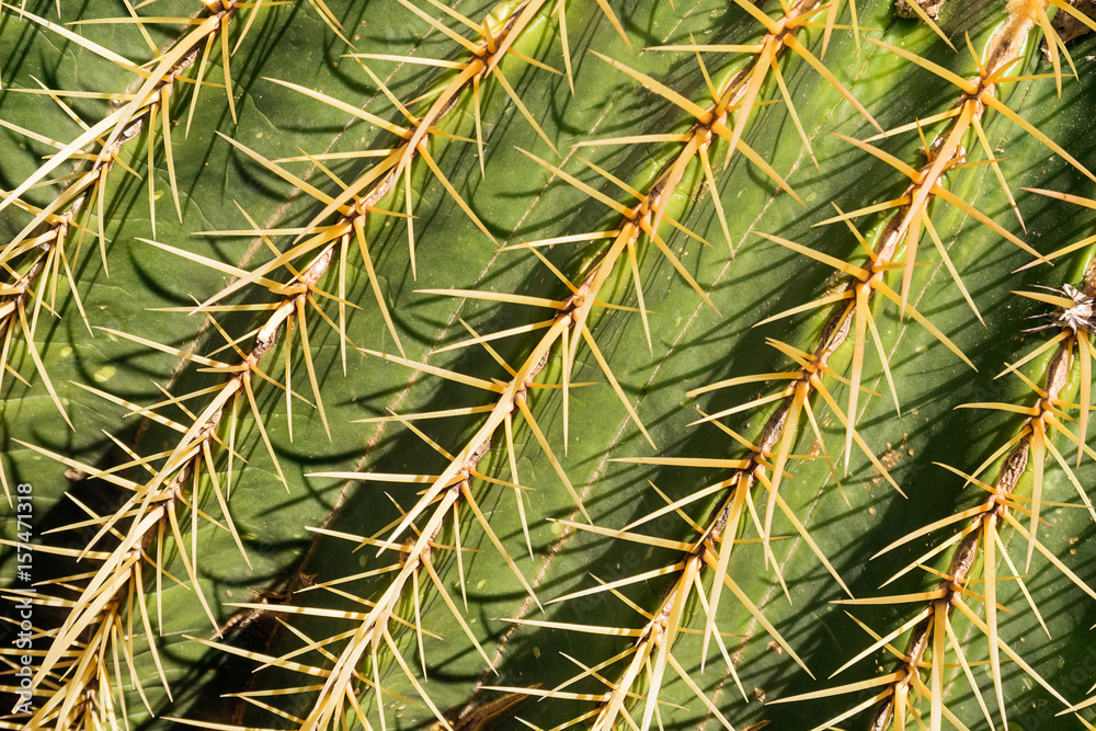 Cactus texture background