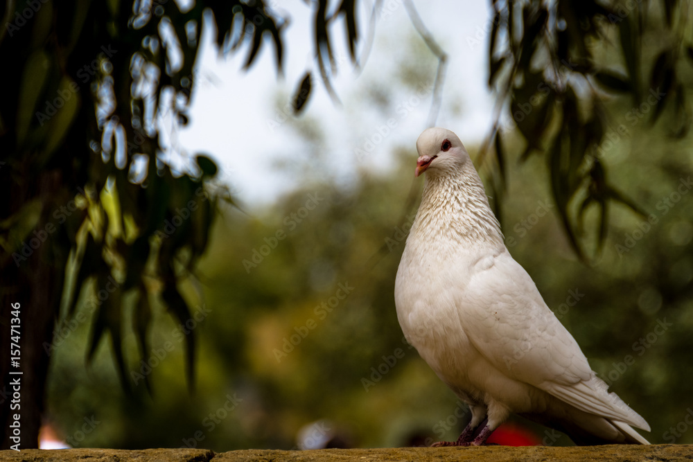 Fototapeta premium White pigeon