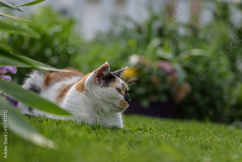 calico cat laying in grass in backyard photo