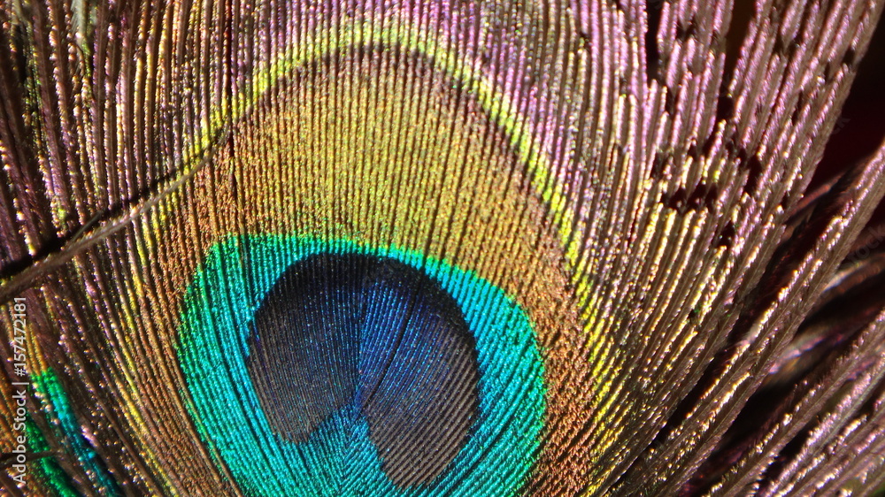 Obraz premium Peacock Feather Close Up Background