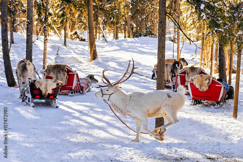 White reindeer jumping in winter farm at Lapland Finland © Roman Babakin