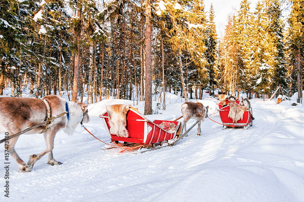 People on Reindeer caravan safari in winter forest in Rovaniemi People on Reindeer caravan safari in winter forest in Rovaniemi