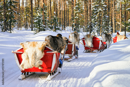 People on Reindeer sled caravan in winter forest in Rovaniemi © Roman Babakin