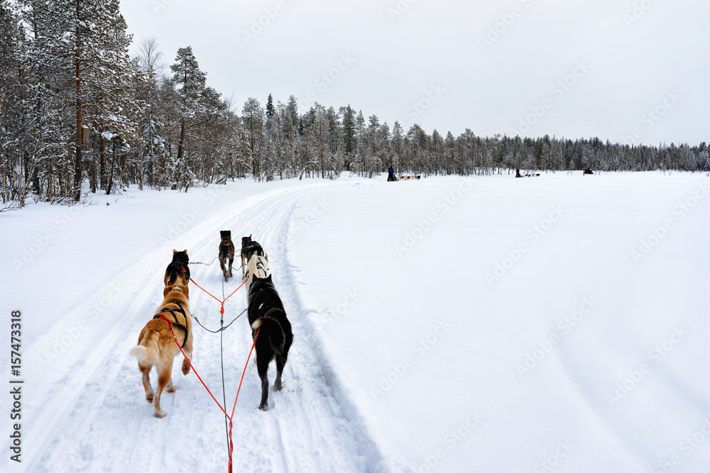 Husky sledge Lapland of Finland Husky sledge Lapland of Finland