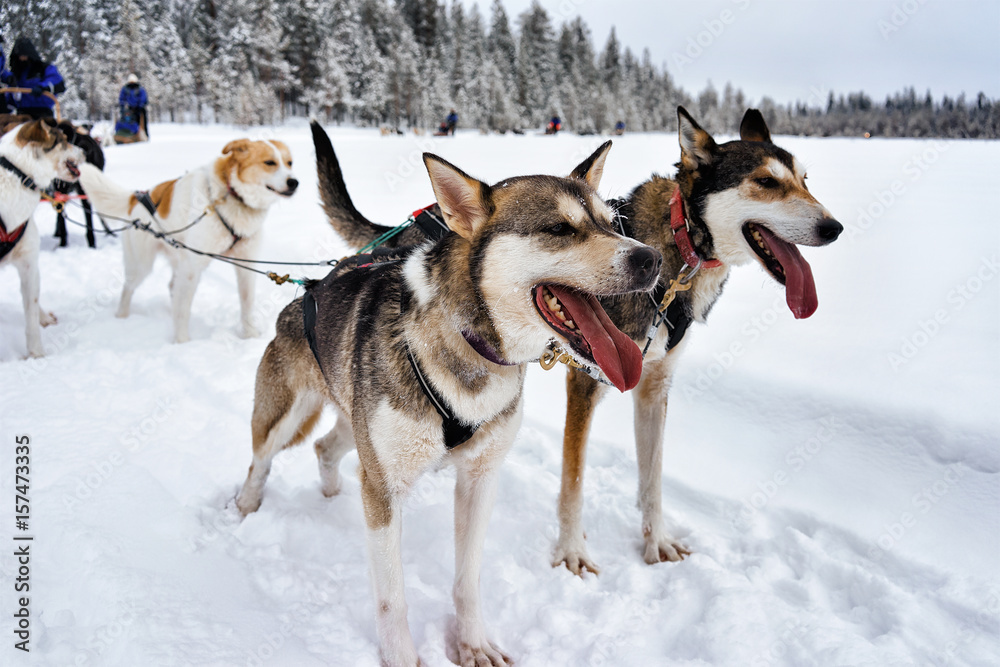 Husky in sledge Lapland Finland Husky in sledge Lapland Finland