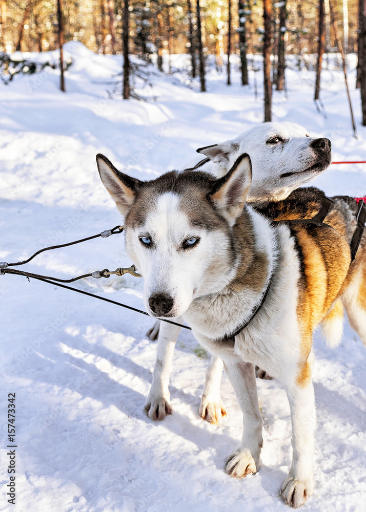 Husky dogs in sleigh in Lapland Finland