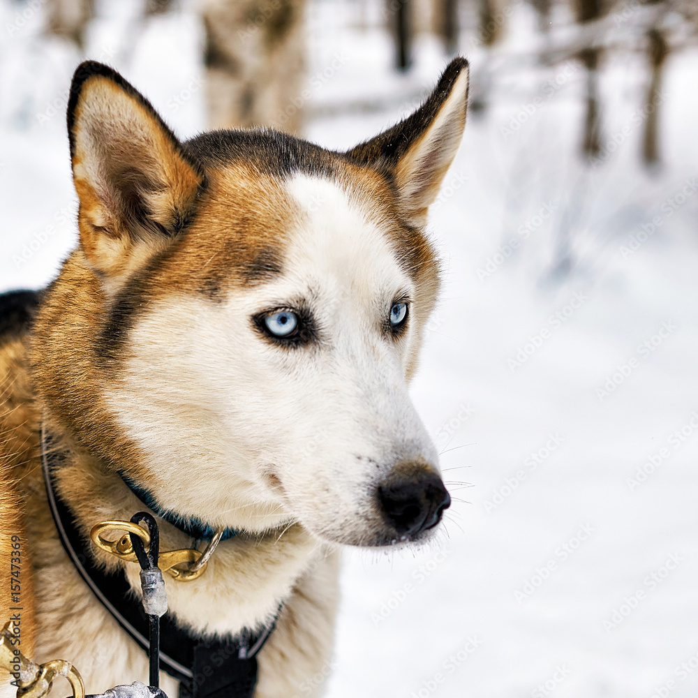 Husky dog in sledge in Lapland Finland