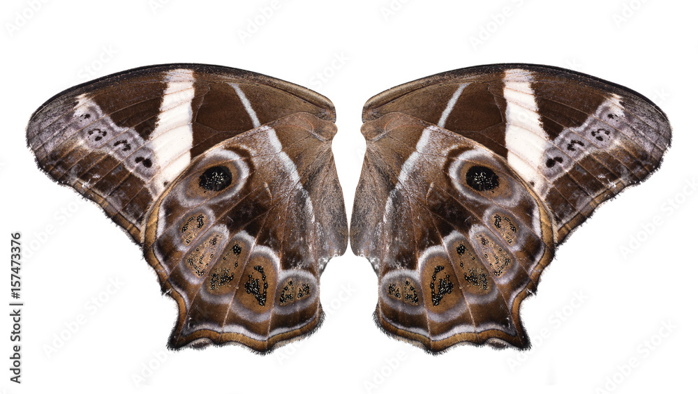 butterfly isolated on white background butterfly isolated on white background