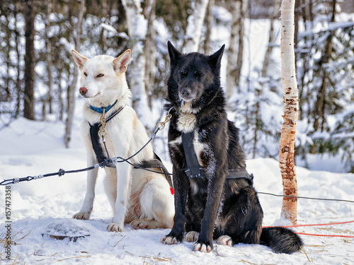 Husky dogs in sled in Lapland Finland