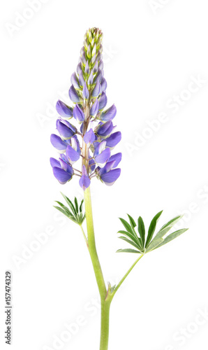 Blue Lupine flower isolated on white background