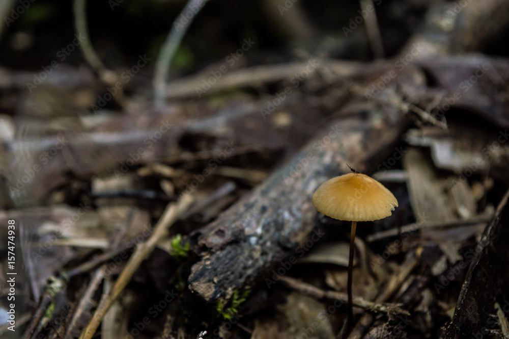 small mushroom in yellow color small mushroom in yellow color