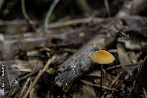 small mushroom in yellow color