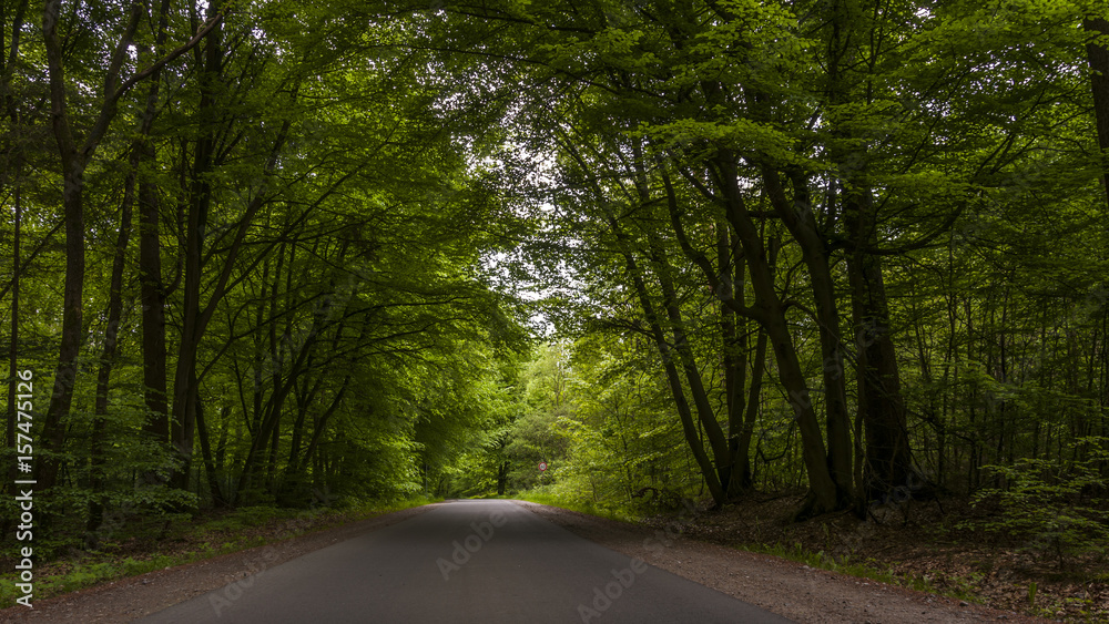 Obraz premium Asphalt road through the forest