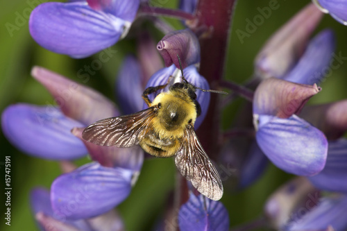 Bumblebee visiting a lupine flower in Vernon, Connecticut.