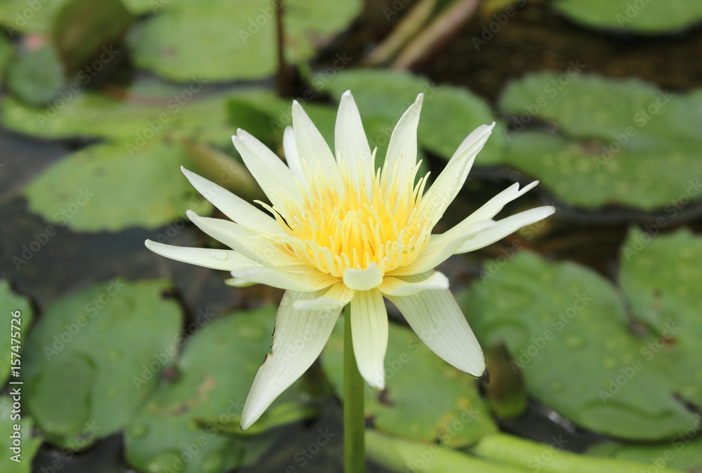 Lotus in the pond.lotus flowers in the pond is in full bloom. Lotus in the pond.lotus flowers in the pond is in full bloom.