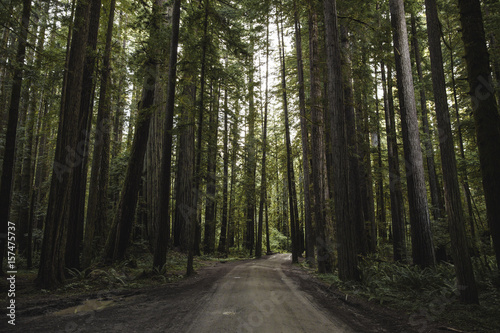The Redwood Forest Road 