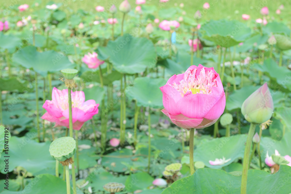Lotus flower plants in the pond nature. Lotus flower plants in the pond nature.