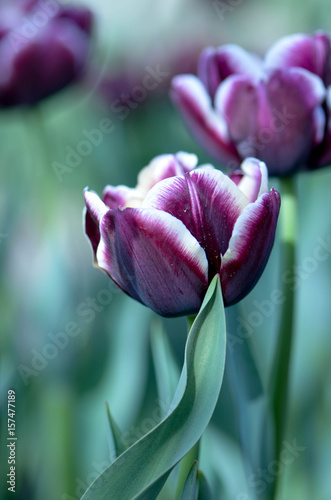 tulip