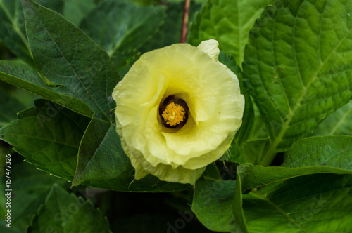 flower in the color yellow surrounded by people