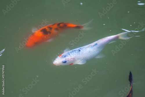 Japan fish call Carp or Koi fish colorful, Many fishes many color swimming in the pond © k_samurkas