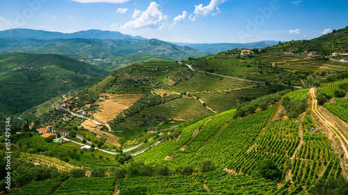 Panorama of the Douro Valley  Portugal. Vineyards on a hills.