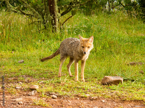 Wet fox in southern Brazil
