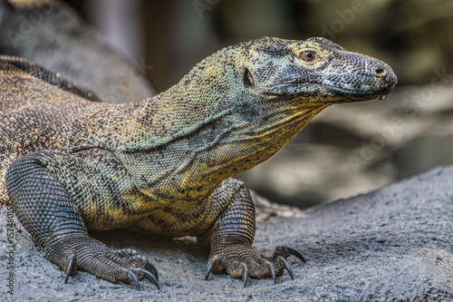 The Komodo dragon