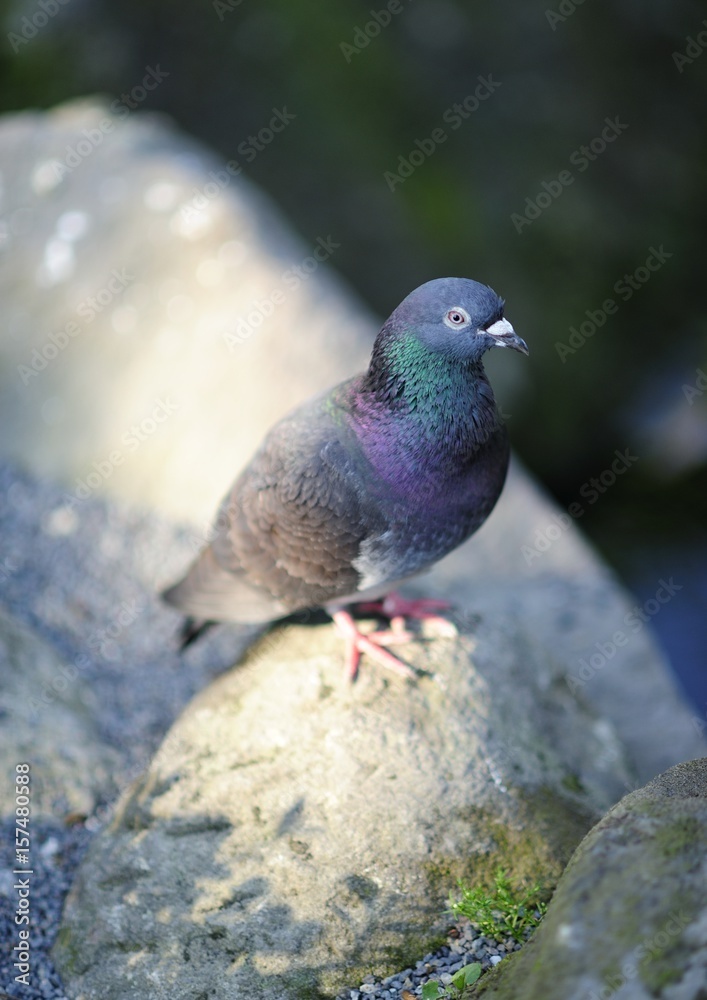 Obraz premium ハト