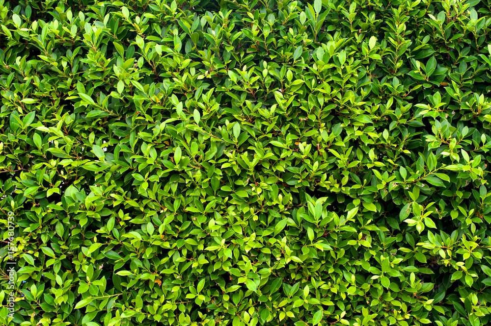 Green Hedging Plant, Green leaves wall background Green Hedging Plant, Green leaves wall background