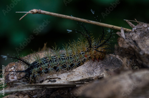 insect that if transform into the color black butterfly, orange and white with similar to thorns training at the body photo