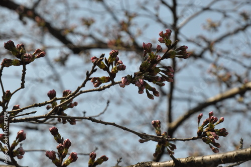 桜の蕾 さくら