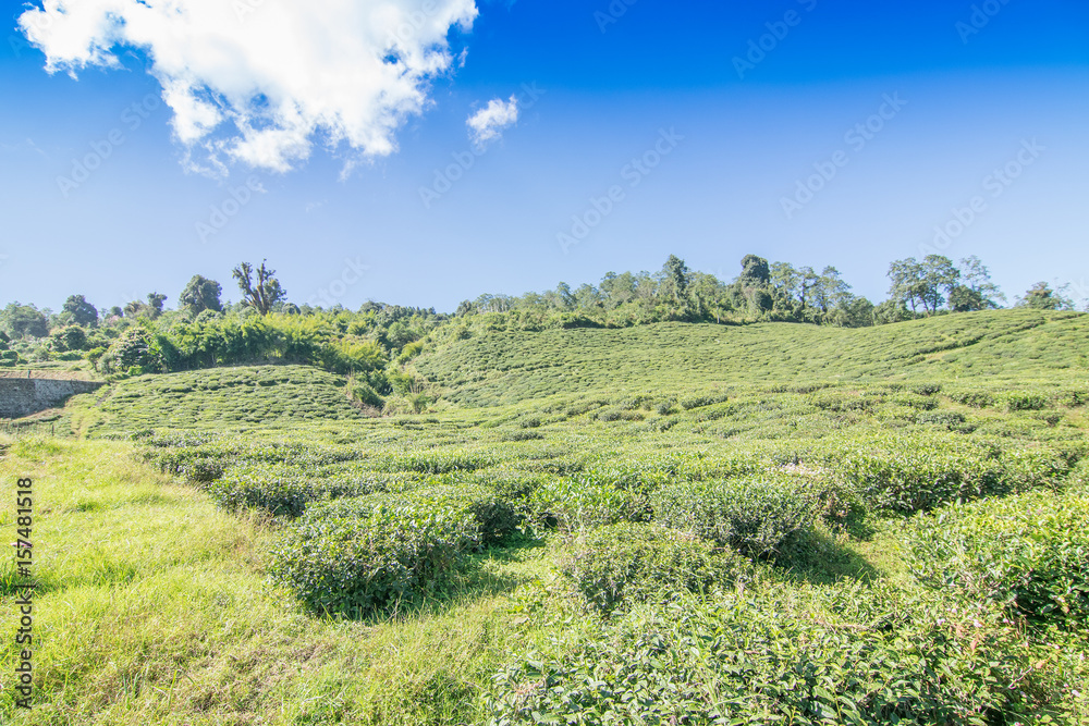 Temi tea garden of Ravangla, Sikkim, India.